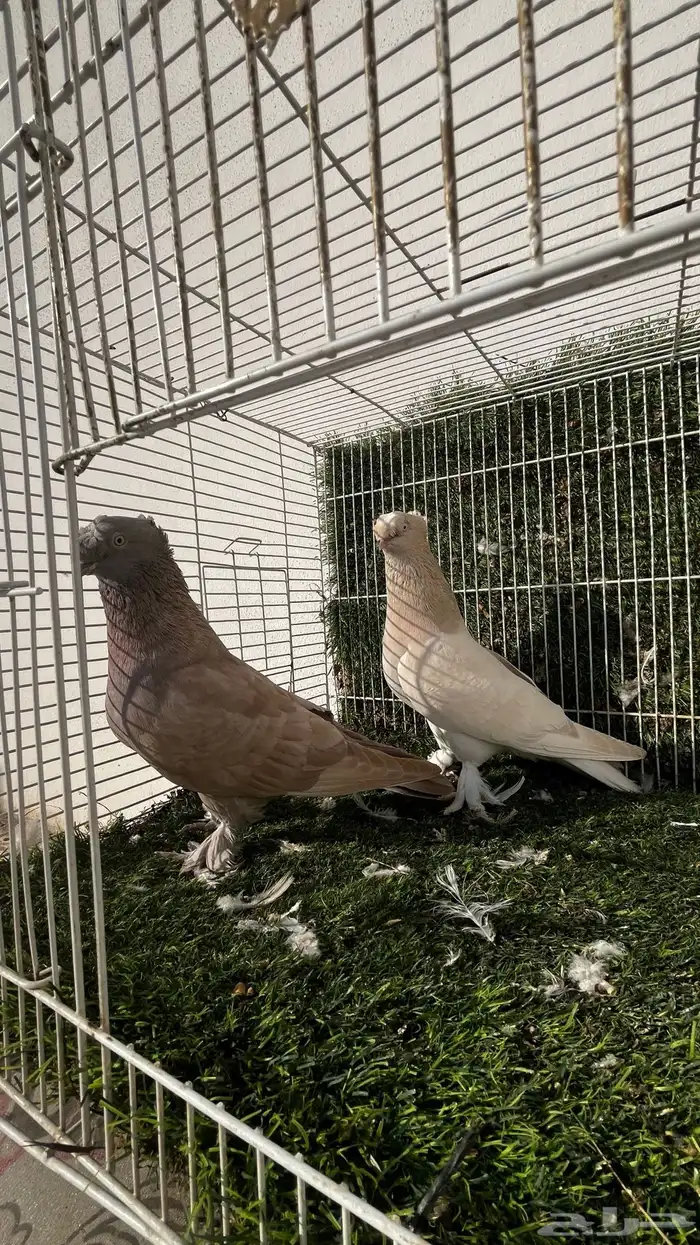 حمام تركي 2