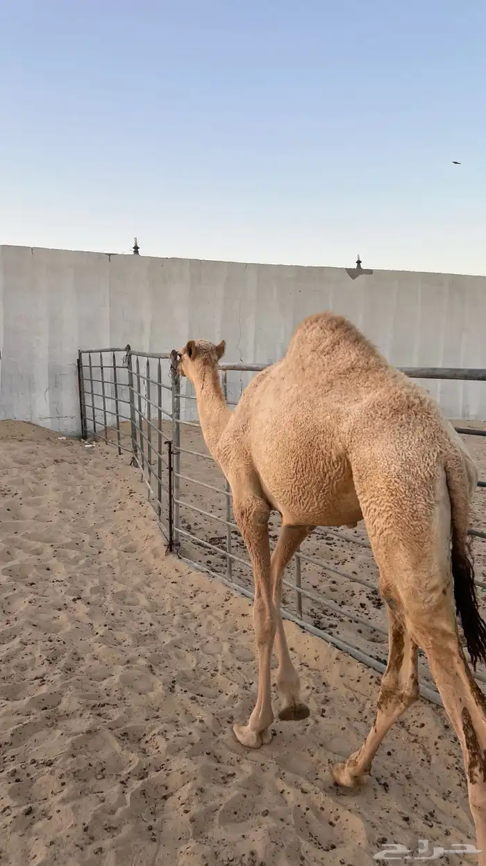 قعود للبيع 1