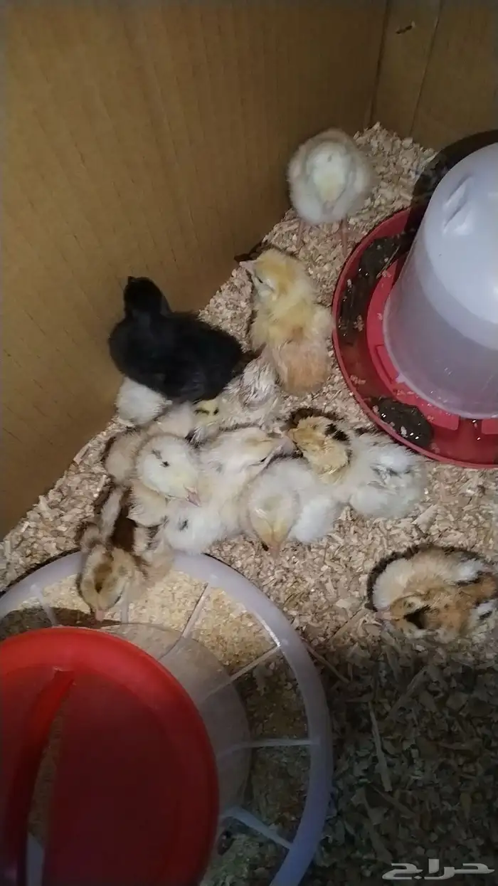 موجود صوص مع بيض مخصب 0