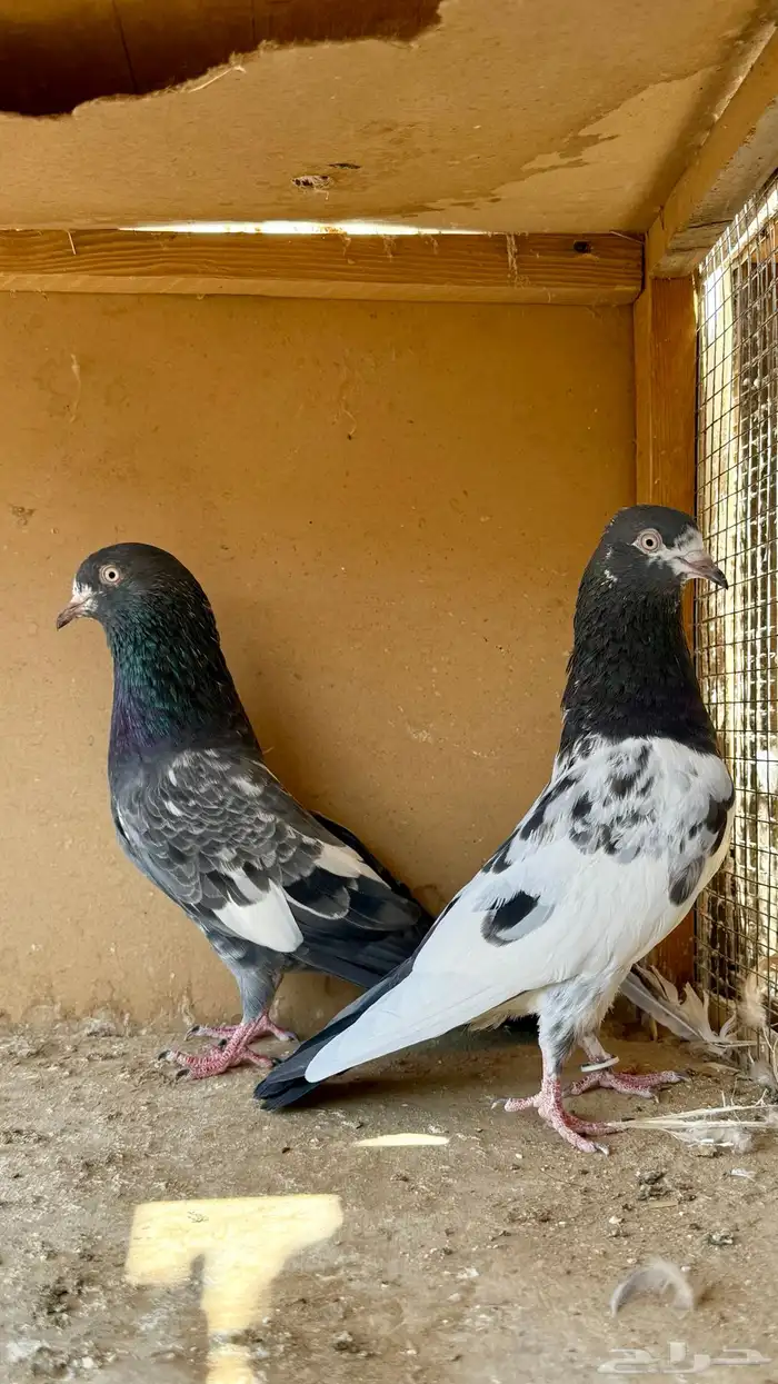 زوجين باكستاني 5