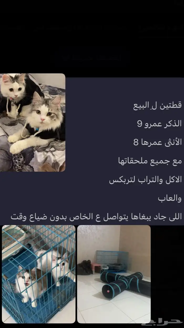 قطط للبيع 2