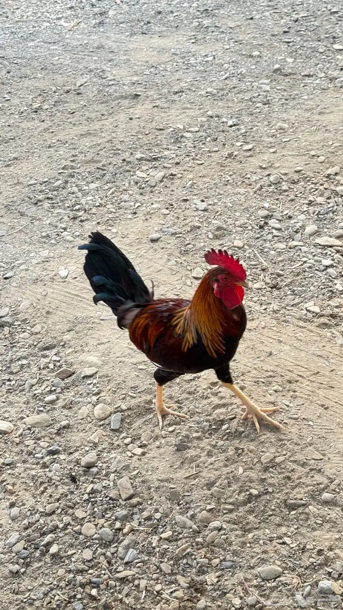 ديك عربي اصيل 20