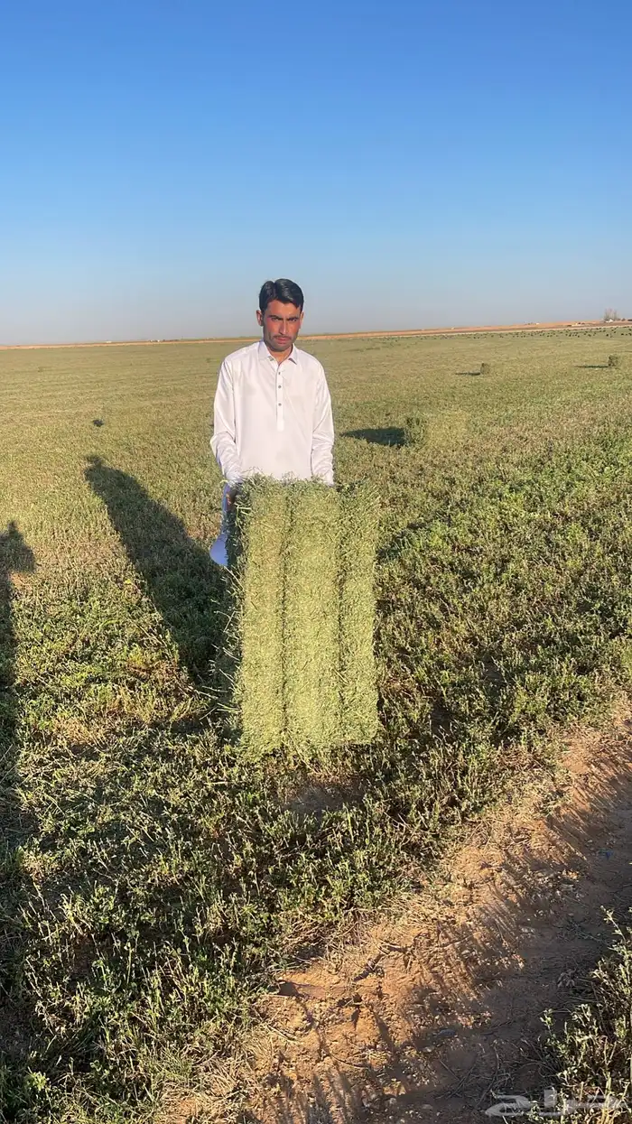 رشاش برسيم محوري للإيجار 2