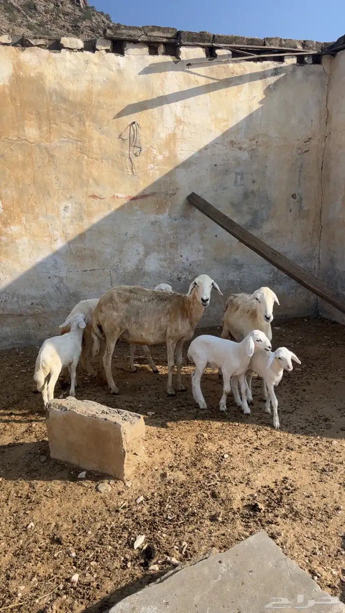 ضأن امهات ولد 3 تحتها 3 1