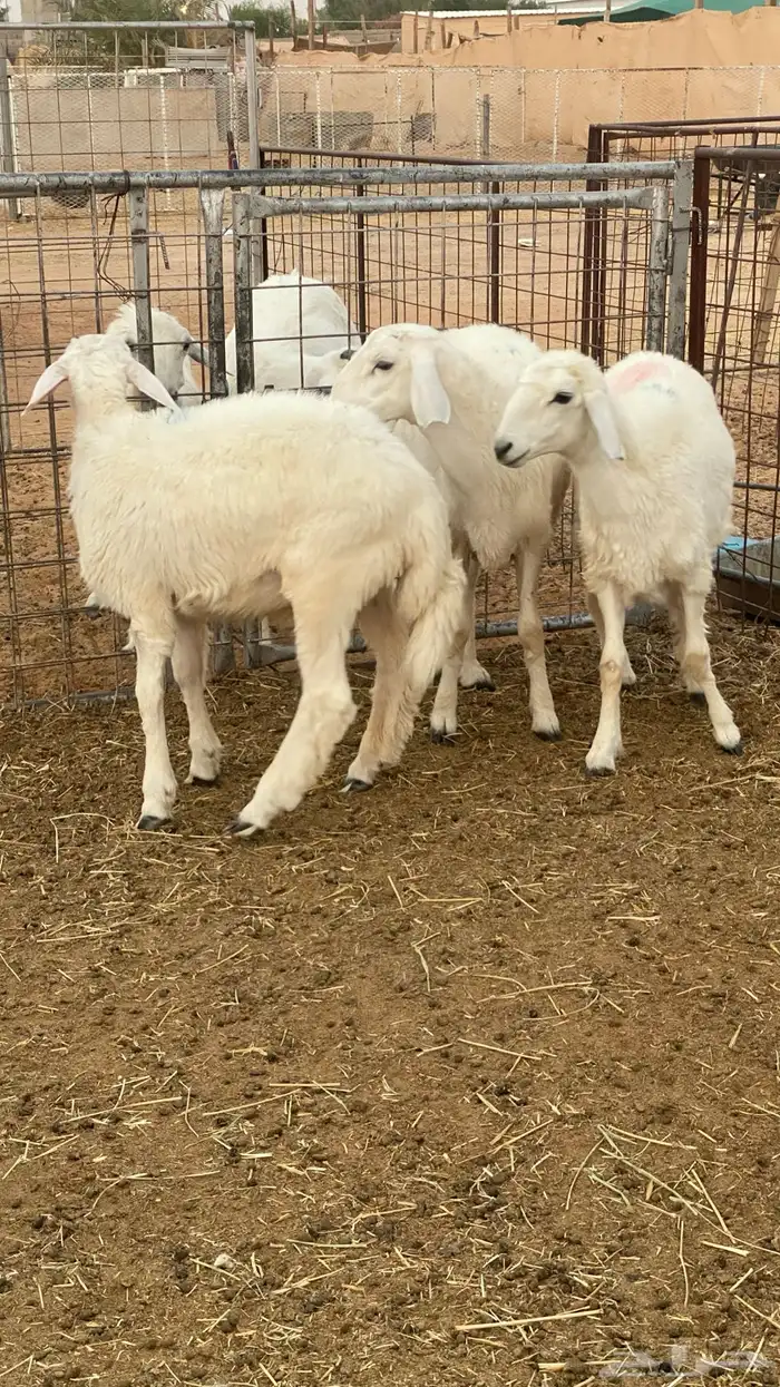 ذبايح طيبة نعيم 6