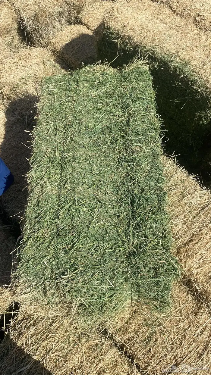 اعلاف ابو نجم الشراري 0