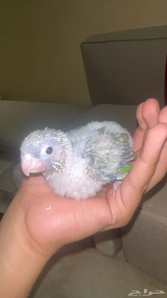 فرخ كنيور ( تم البيع) 1