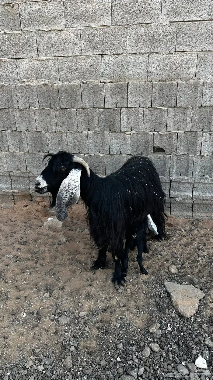 معزاء مواليد تم البيع 3