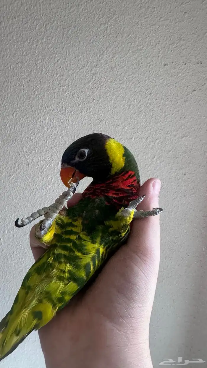 لوري اليف و هدد متكلم 1