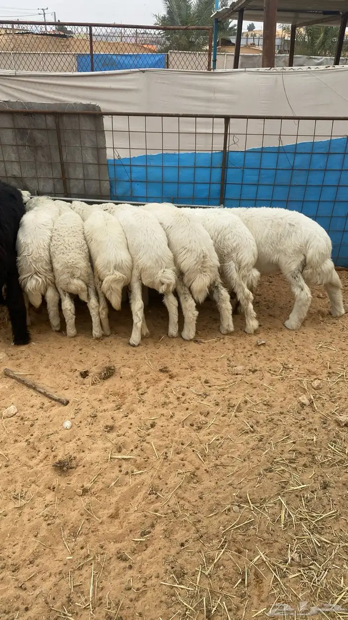 ذبايح طيبة نعيم 2