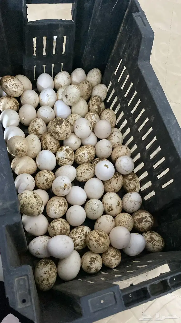 موجود صوص مع بيض مخصب 1