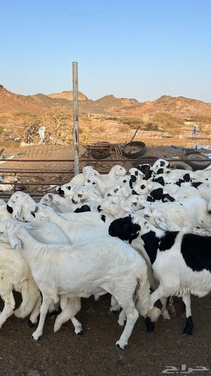 طليان سواكن دمازين مرابى وسط 37