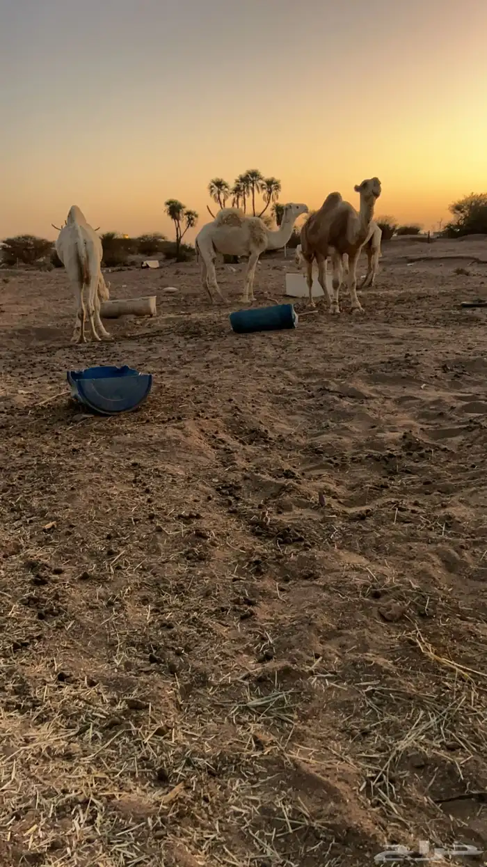 زمول للبيع 0