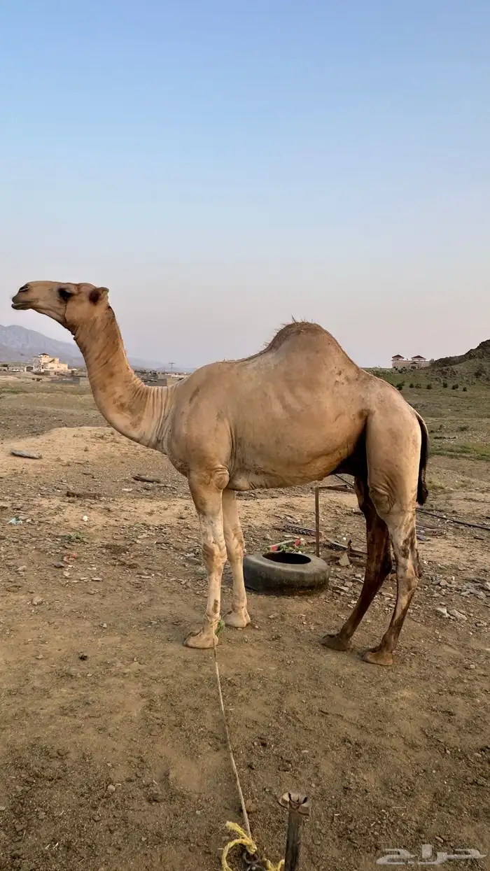 فحل  أركي عمره ثلاث سنوات 0