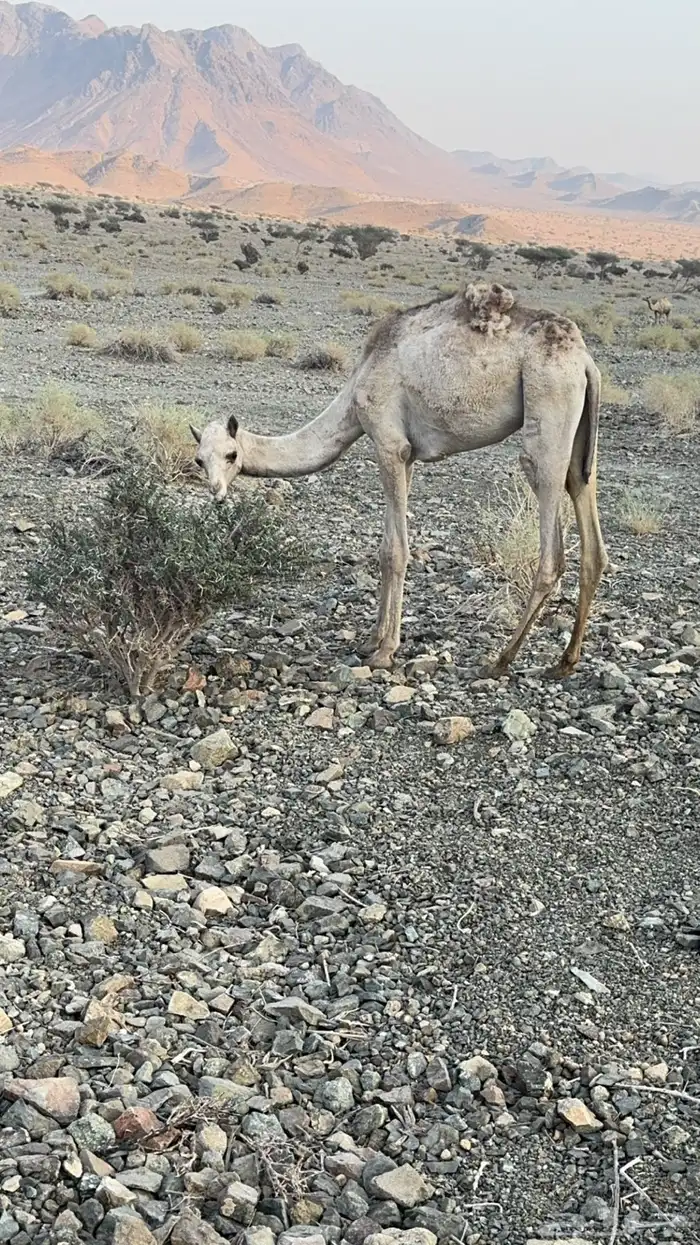 بكره 0