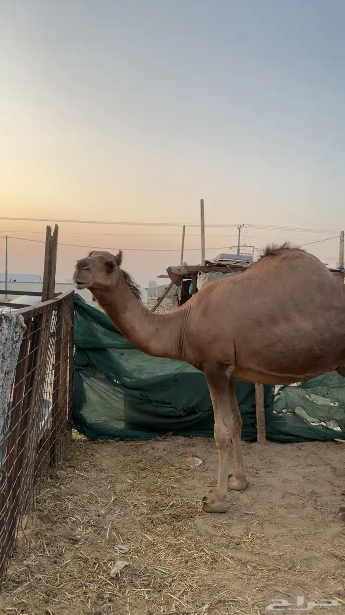 ناقه ساحليه بولدها 7