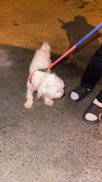 كلبه شواوه اعزكم الله نظيفه وصحه تب كلام راعيهاا index