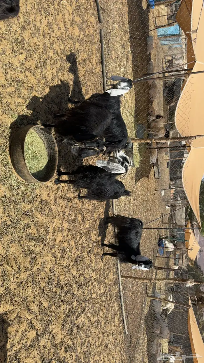 معزى دفيع فحص سونار 0