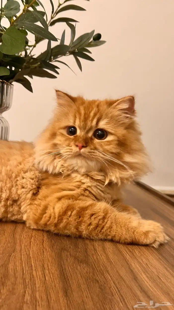 قطط 0
