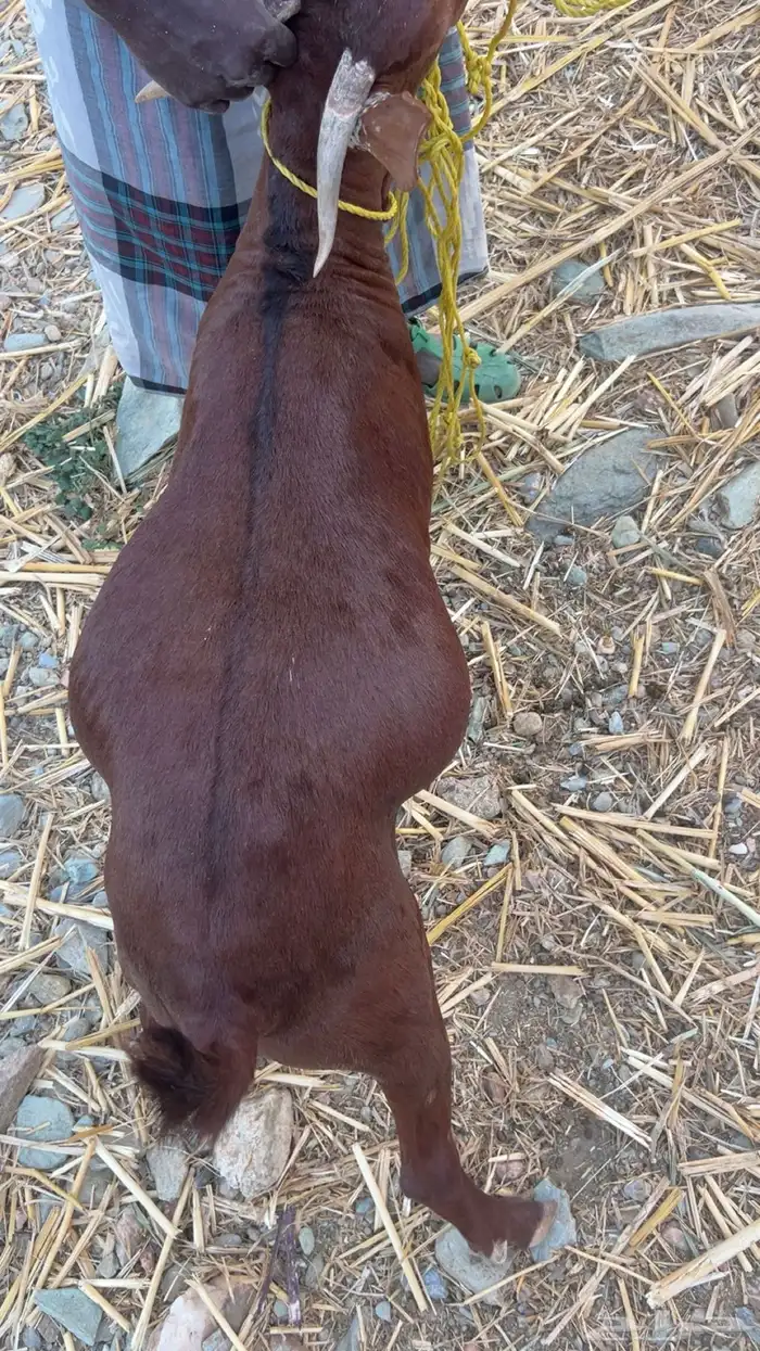 تيوس للبيع فل شحم 3