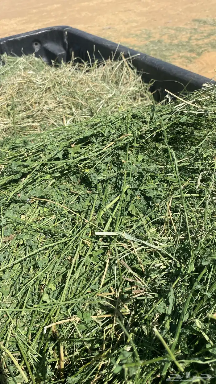 اعلاف ابو نجم الشراري 2