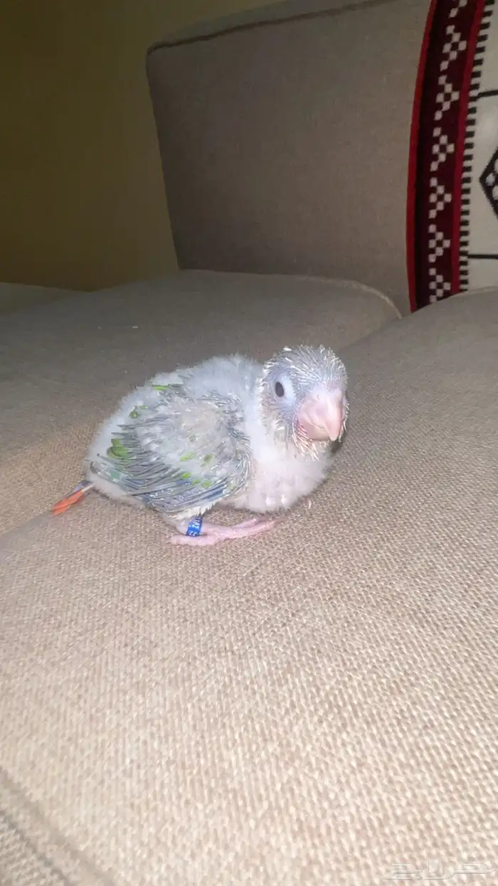 فرخ كنيور ( تم البيع) 0