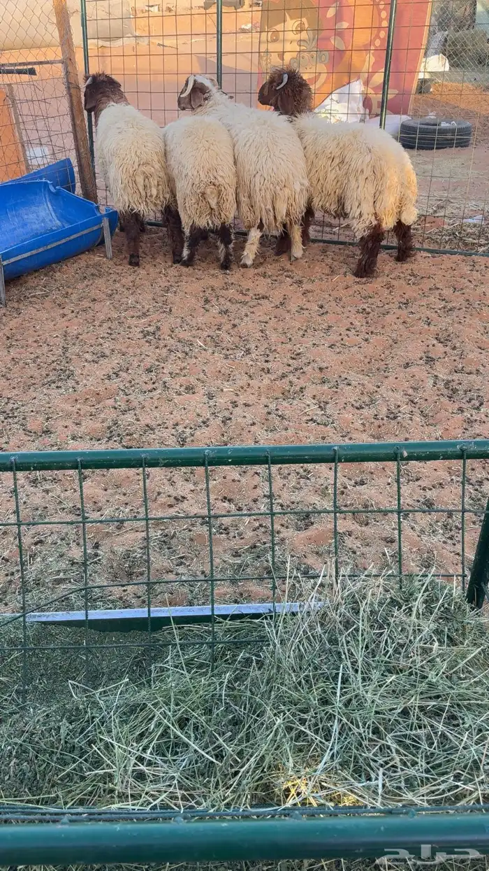 4 طليان نعيم بلدي جبره 0