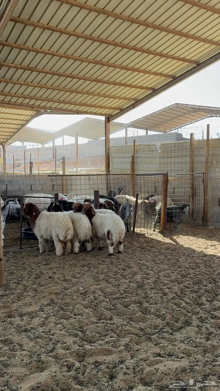 خرفان نعيم 2