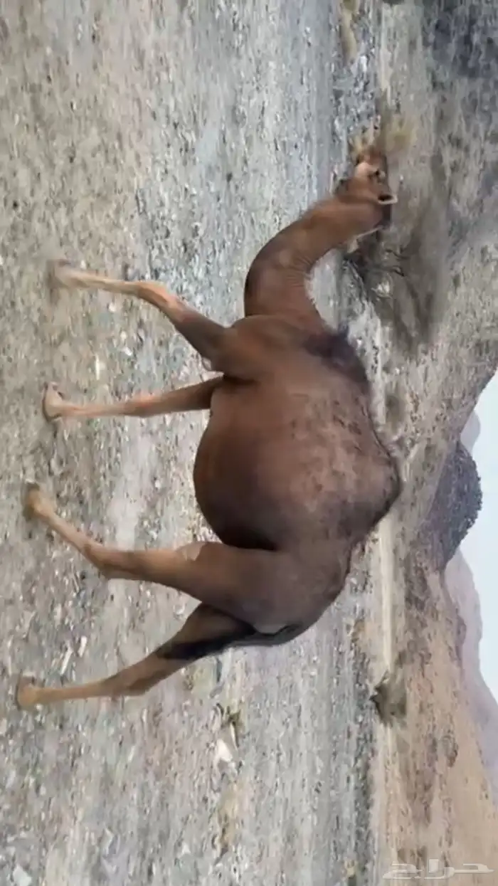 بكار لقحات قريب يولدن 0