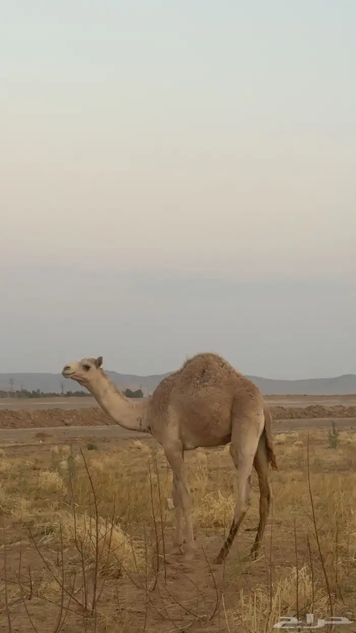 قعود للبيع 0