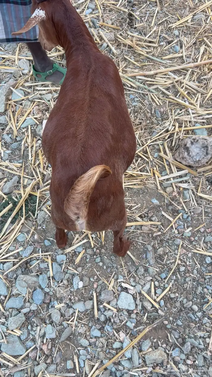 تيوس للبيع فل شحم 2