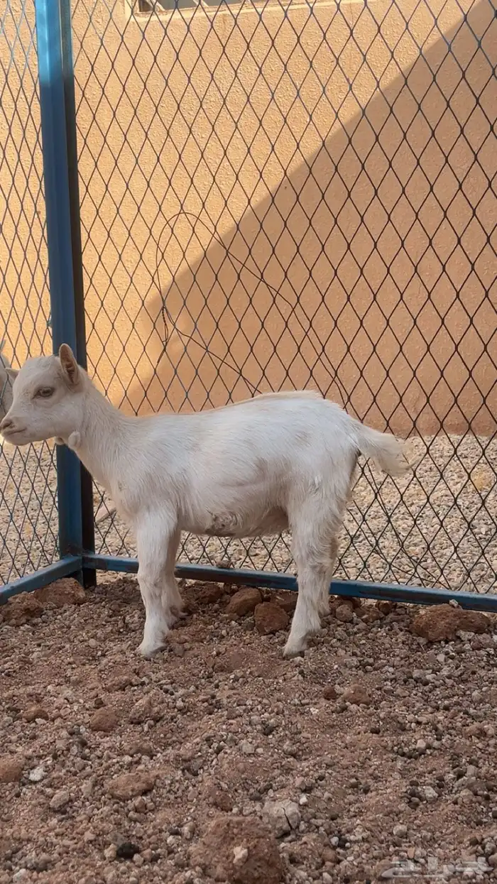 للبيع جفره وتيس 3