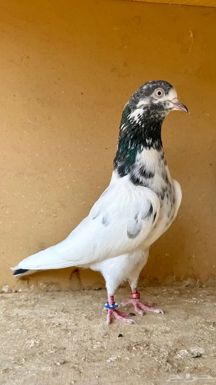 زوجين باكستاني 1