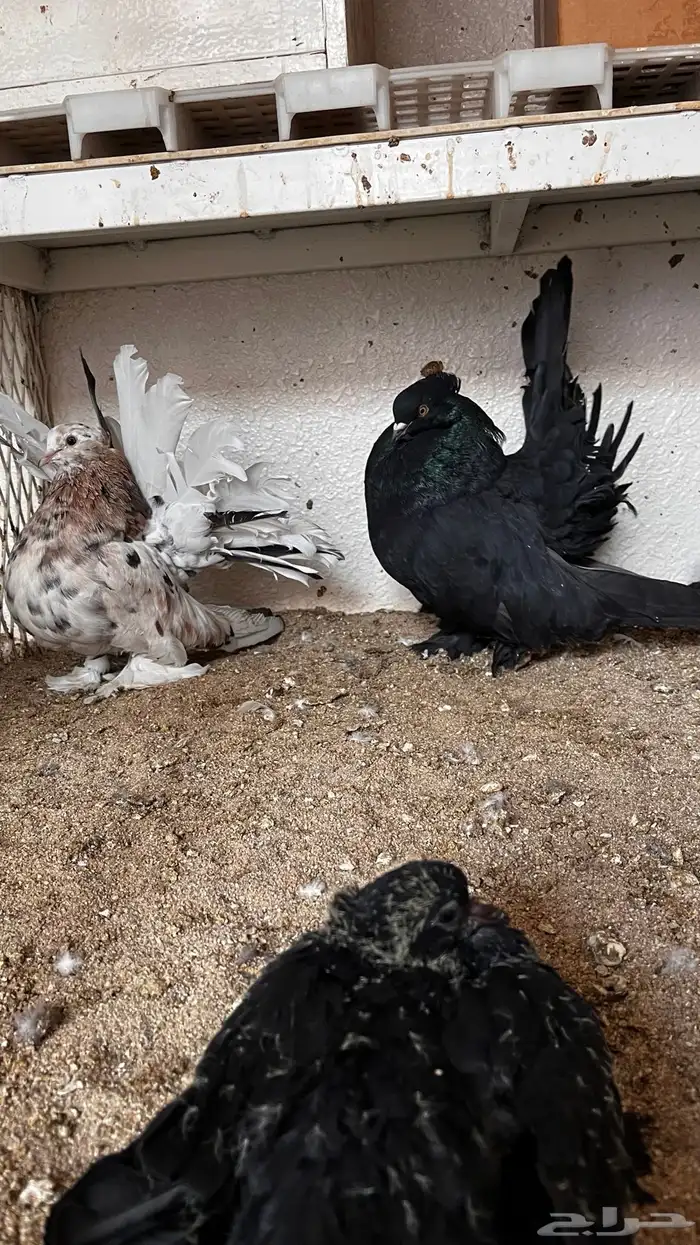 حمام رقاص أمريكي منتجه 0