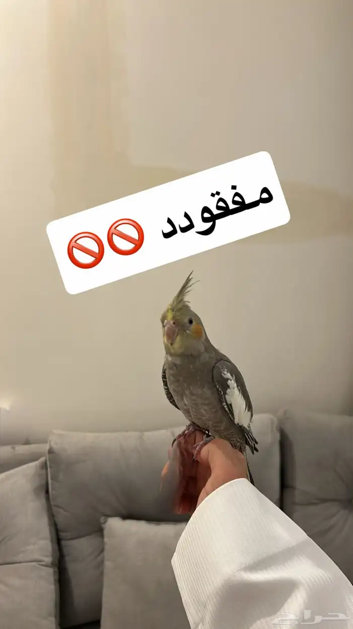 كراون ضايع بحي الوادي صاير له طائر شهرين كذا 0