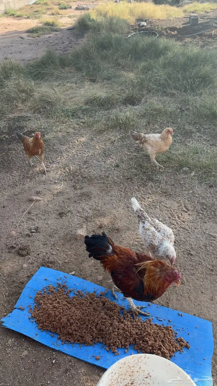 دجاج باكستاني للبيع 0