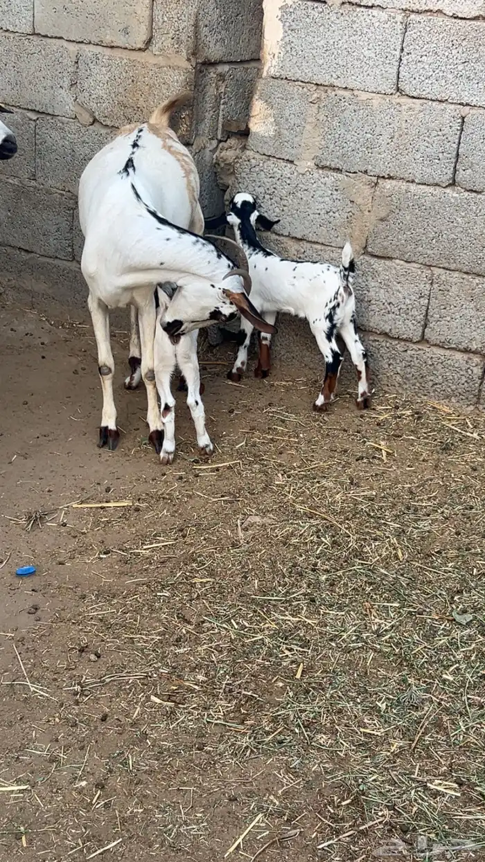 ماشاءالله تبارك الله 1