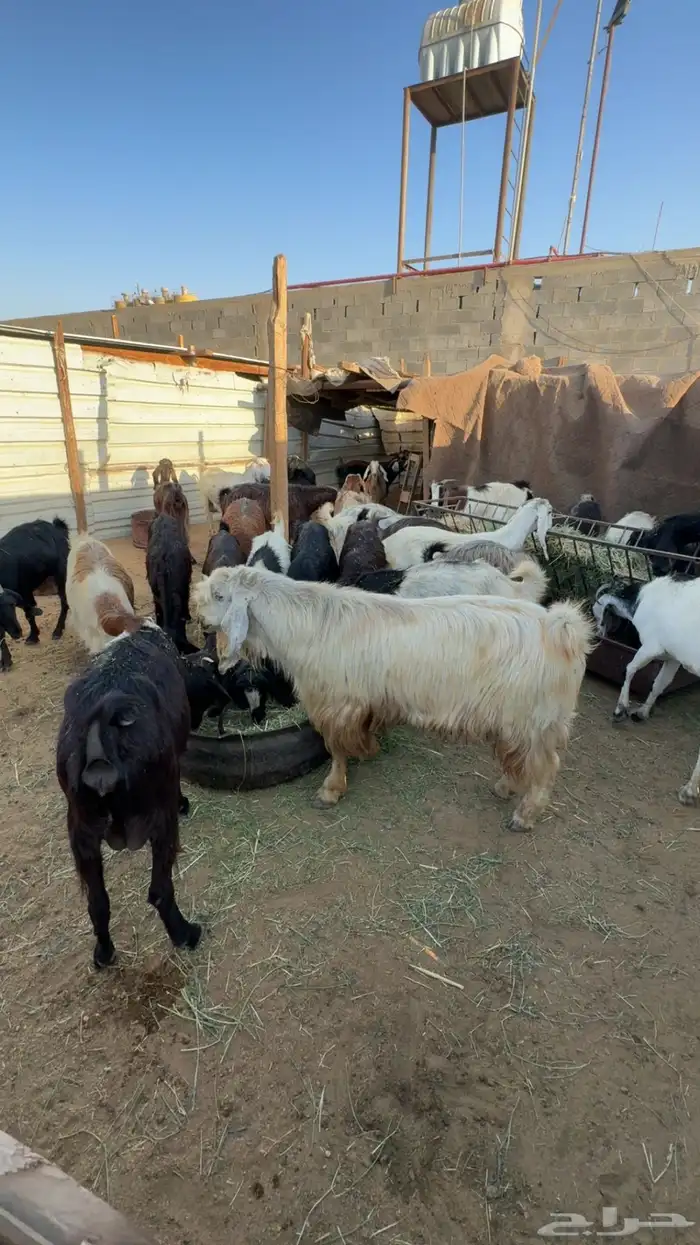 معزاء مضاريع ودفيع 1