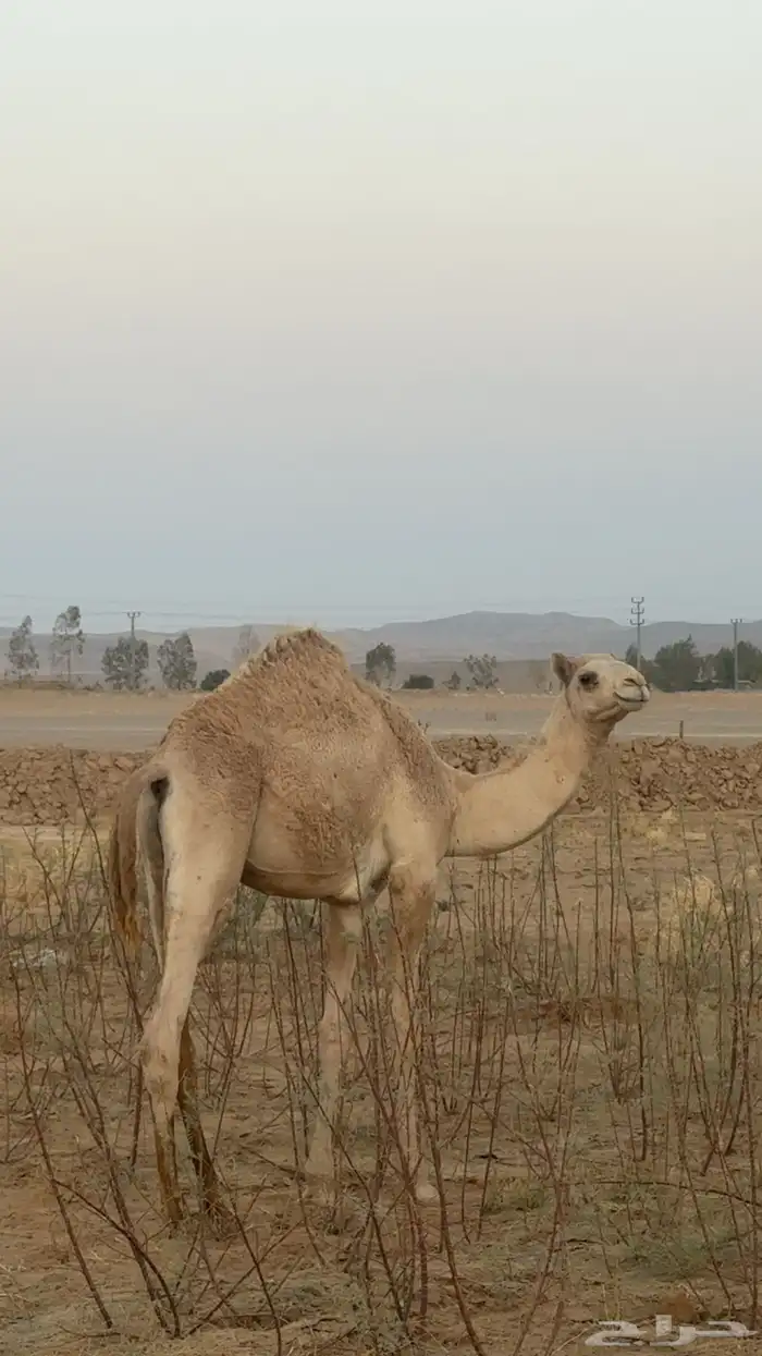 قعود للبيع 1