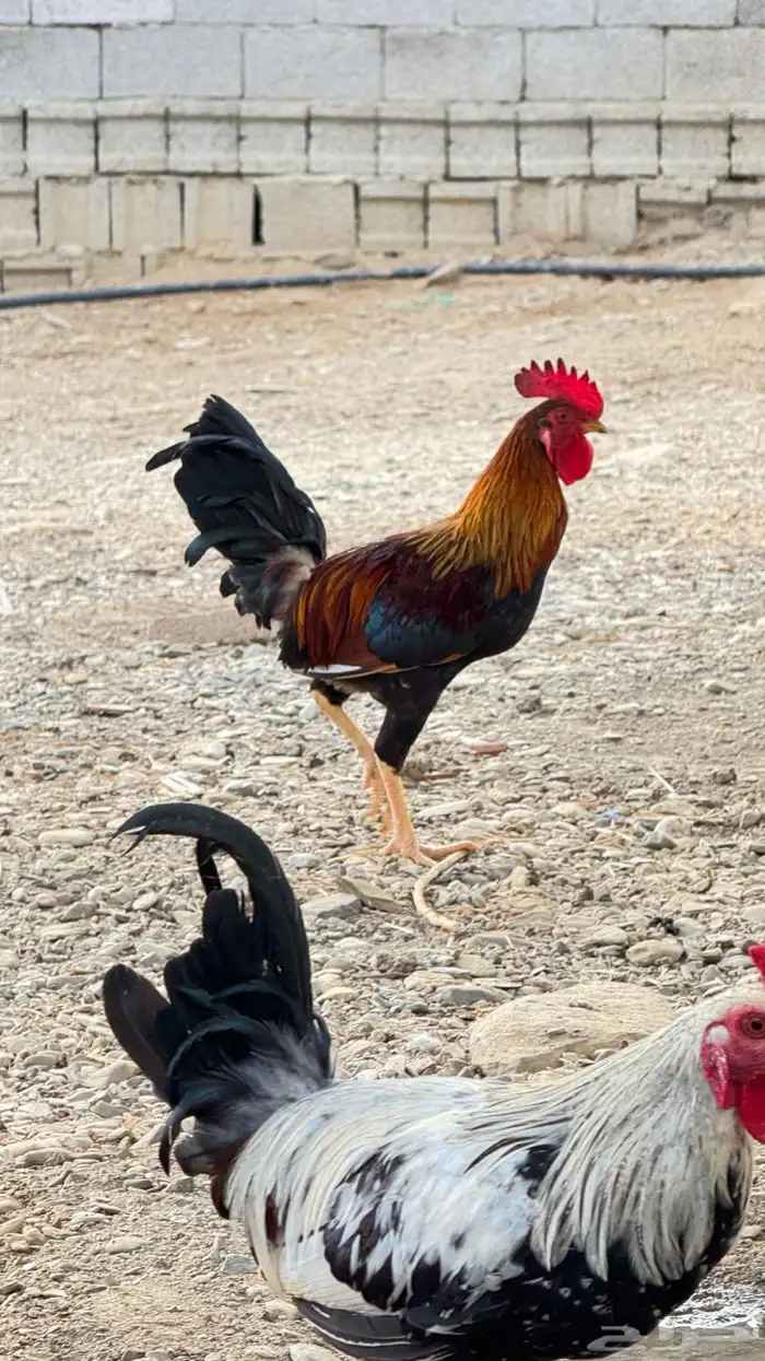 ديك عربي اصيل 8