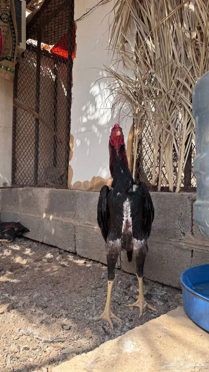 بيض شامو ياباني صافي 1