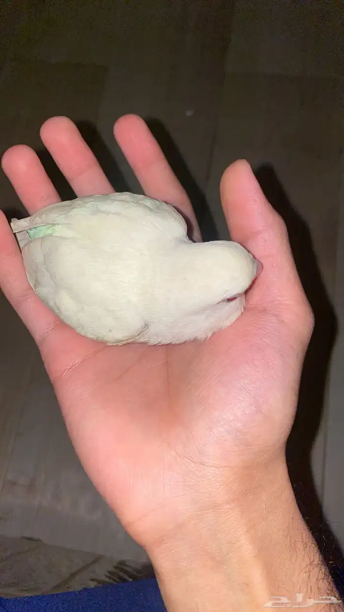 ببغاء روز اعمارهم 3-4 شهور 1