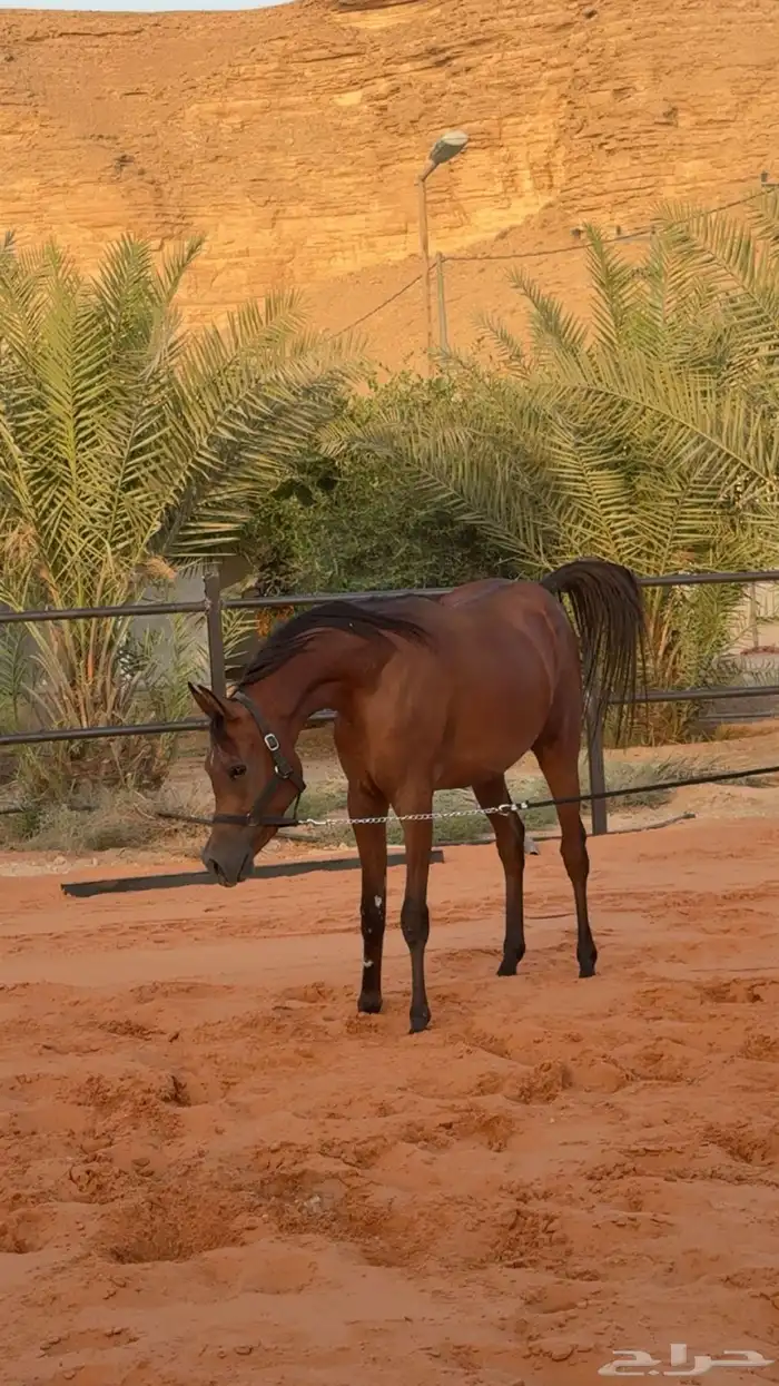 ركوب وإيواء خيول 2