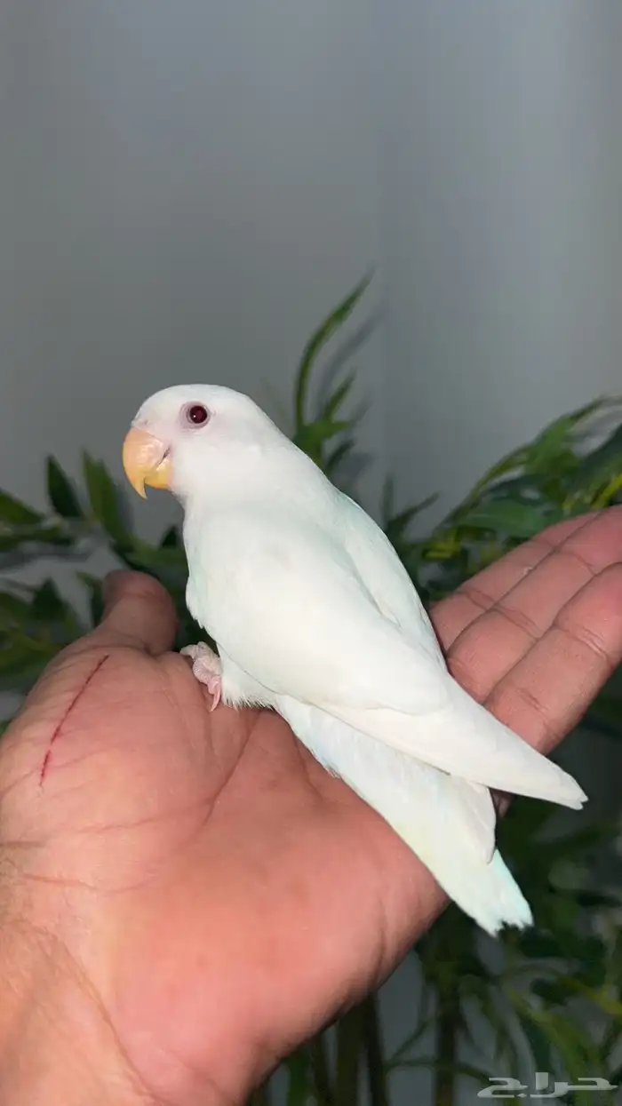 روز البينو اليف وهدد نشبه.. تم البيع 0