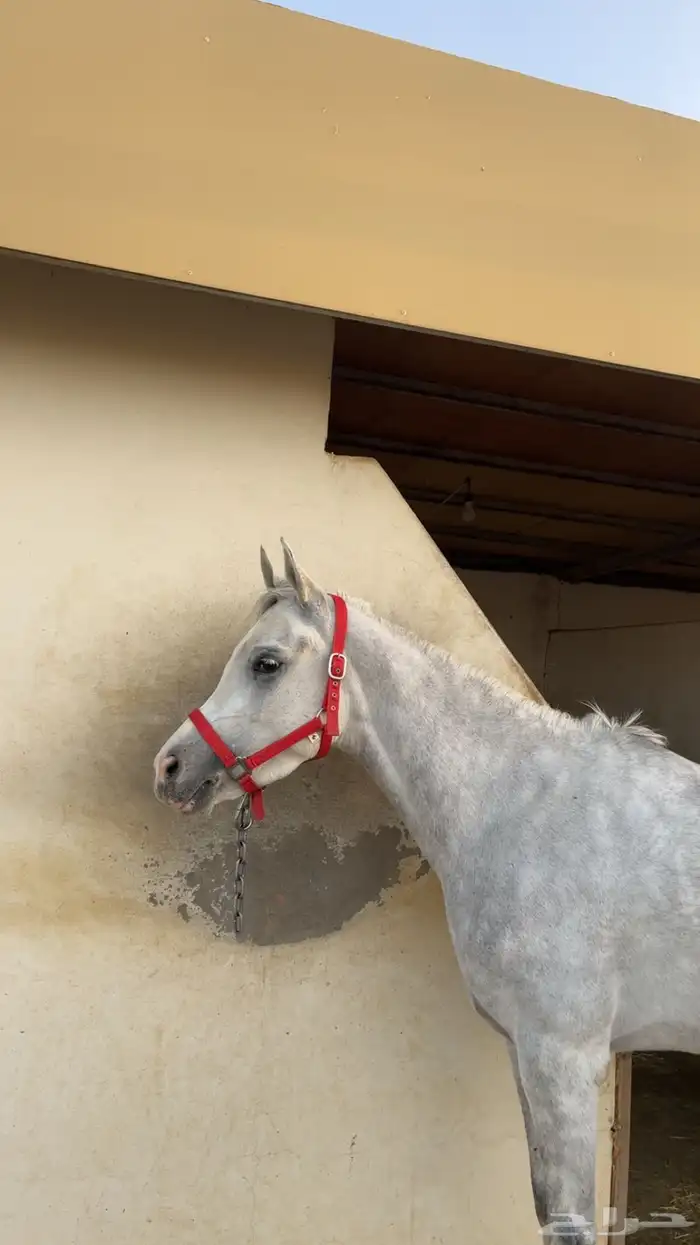 فرس من نوادر الشعبي 1