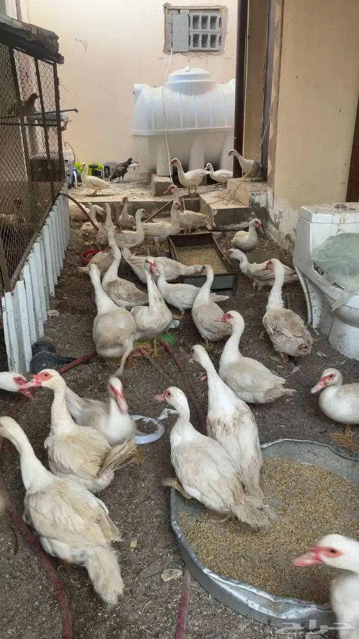 بط مسكوفي بياض وحاضن 0
