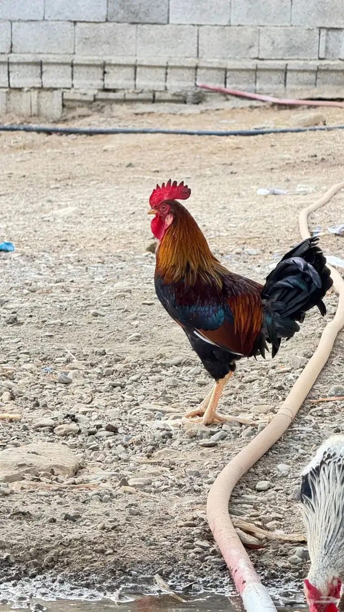 ديك عربي اصيل 0