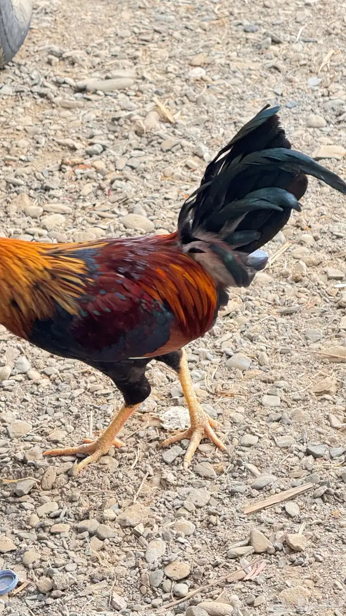 ديك عربي اصيل 11