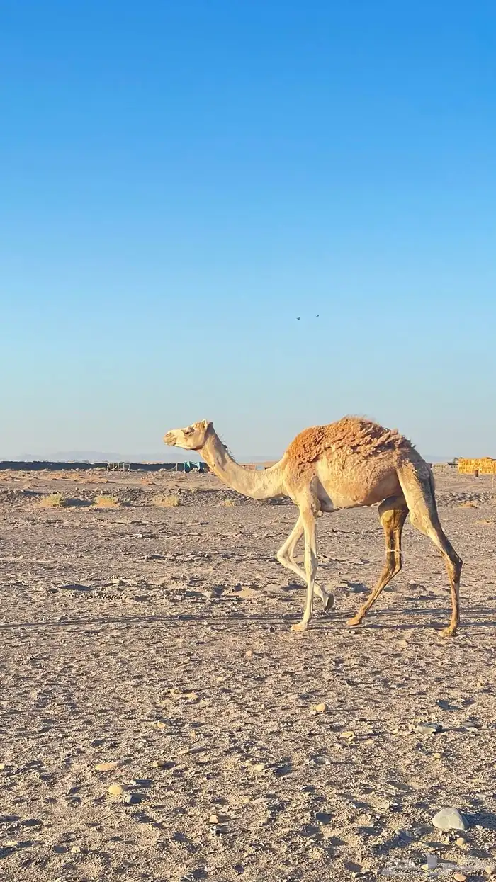قعود للبيع 0