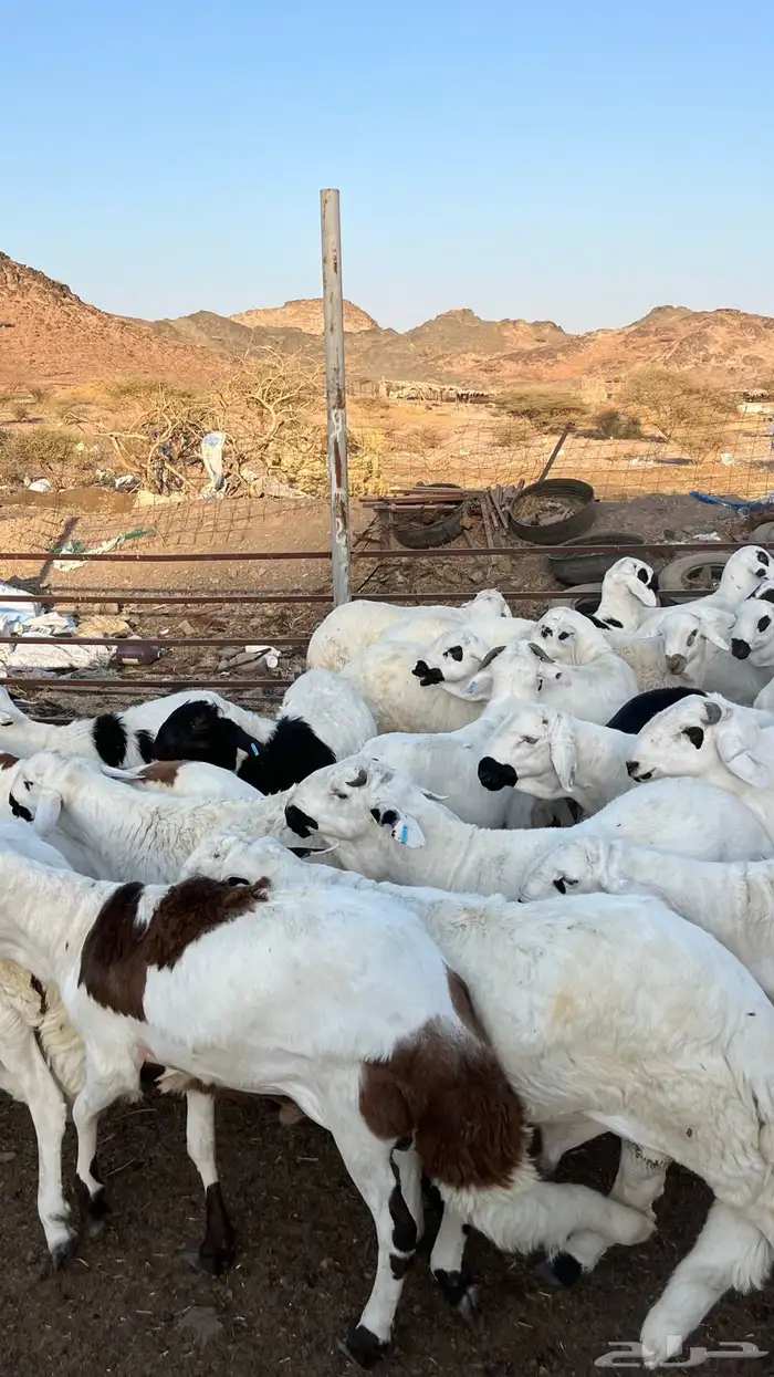 طليان سواكن دمازين مرابى وسط 39